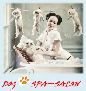 dog-spa-salon